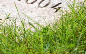 01 friedhof blankenese rasengrab teaser v4